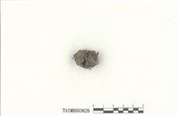 藏品(錢袋蘚屬)的圖片